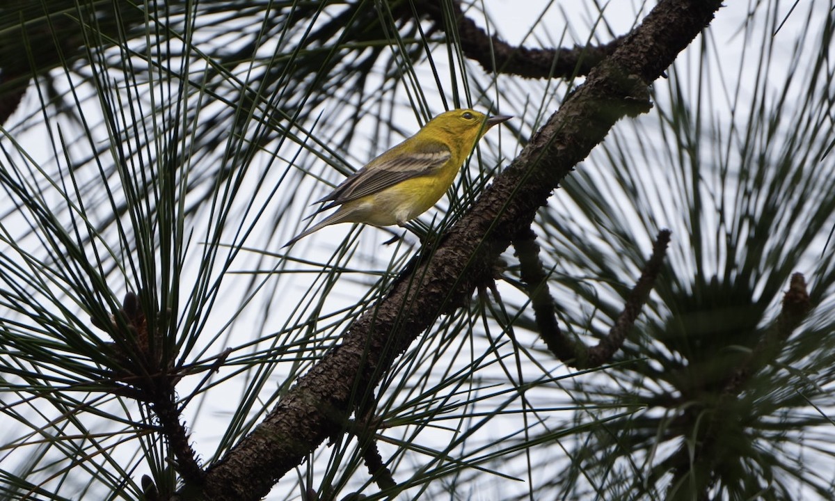 Pine Warbler - Tuly  Datena