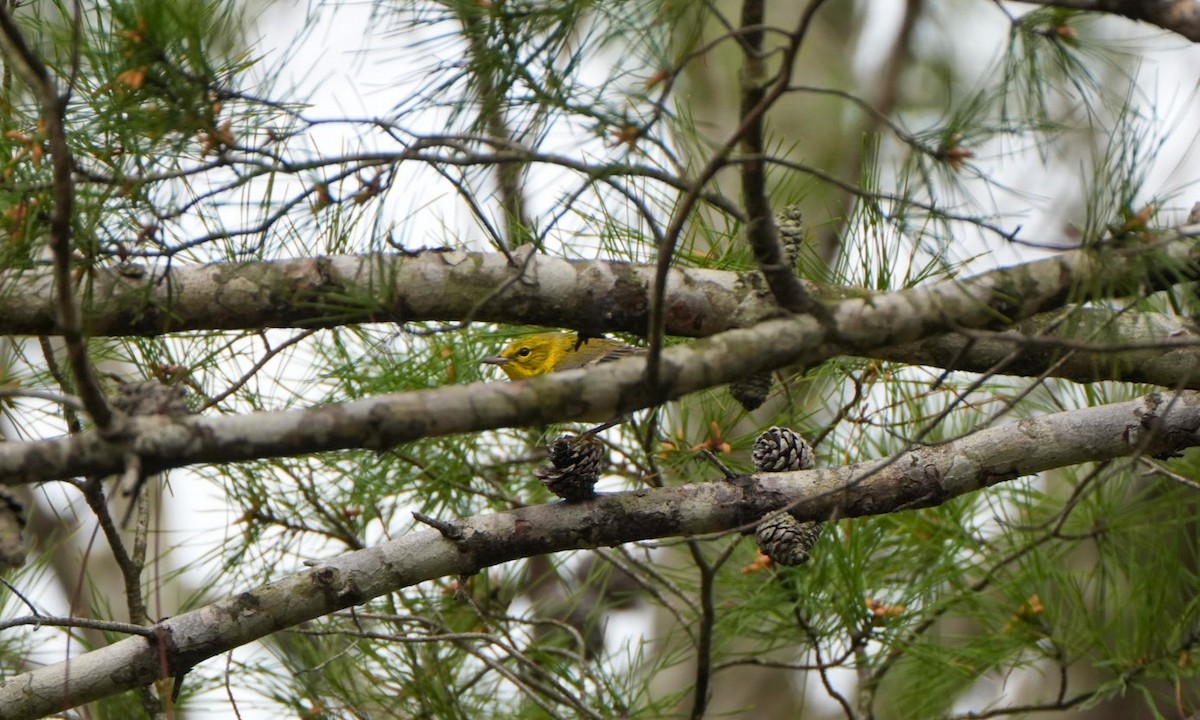 Pine Warbler - ML613950241