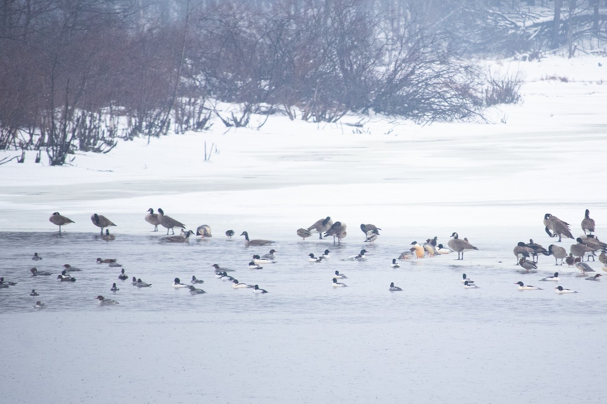 Common Merganser - ML613950265