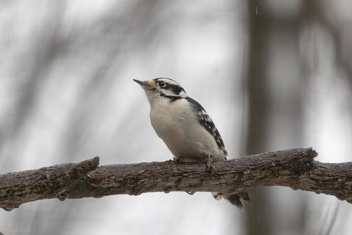 Downy Woodpecker - ML613950290