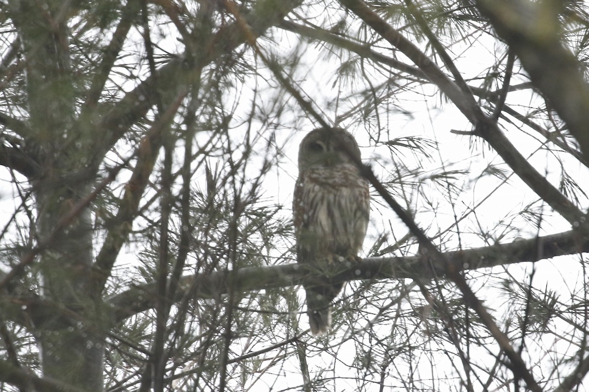 Barred Owl - ML613950389