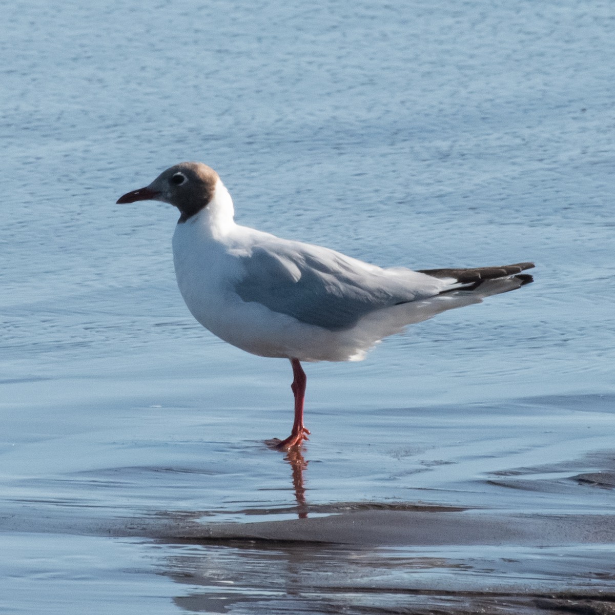 Brown-hooded Gull - ML613950488