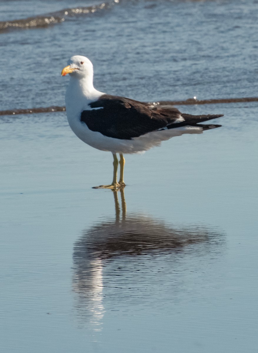 Kelp Gull - Ariel Sandin