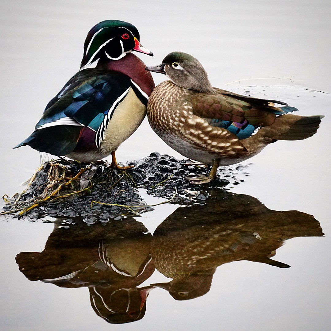 Wood Duck - ML613950549