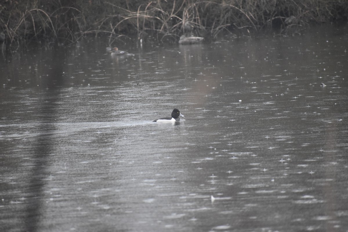 Ring-necked Duck - ML613950593