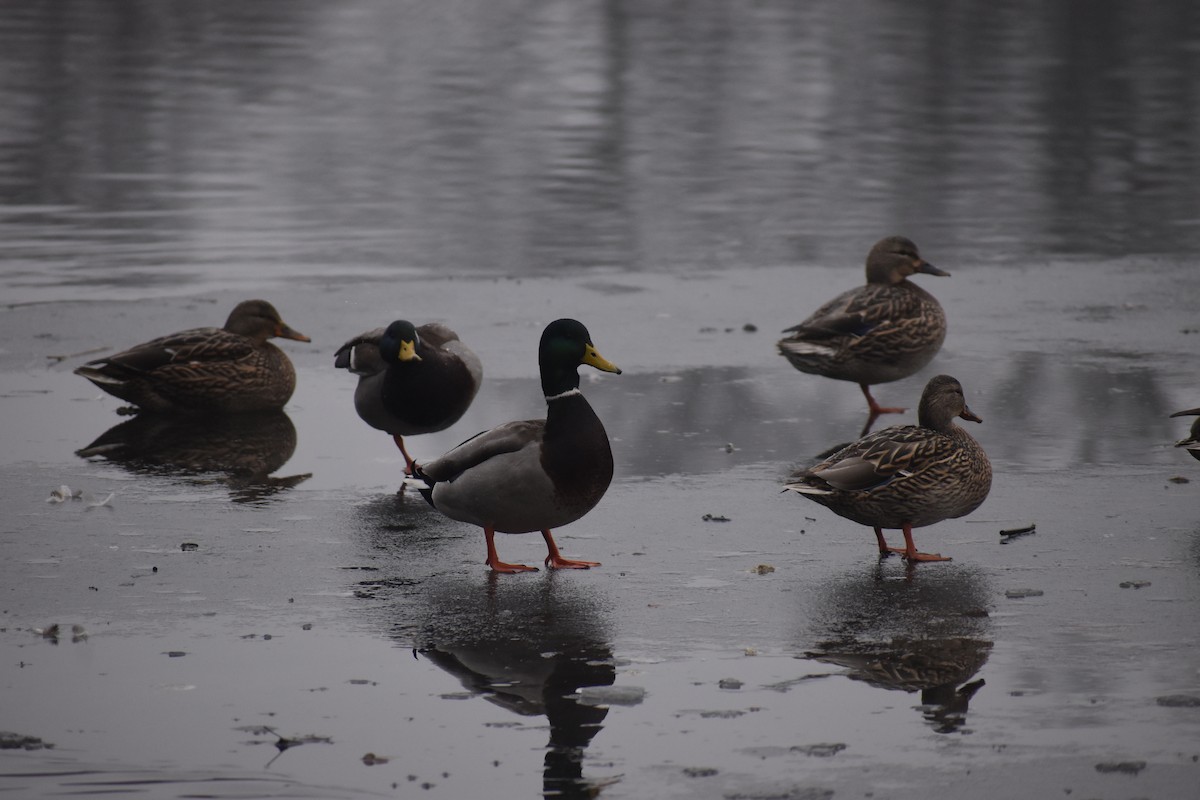 Canard colvert - ML613950606