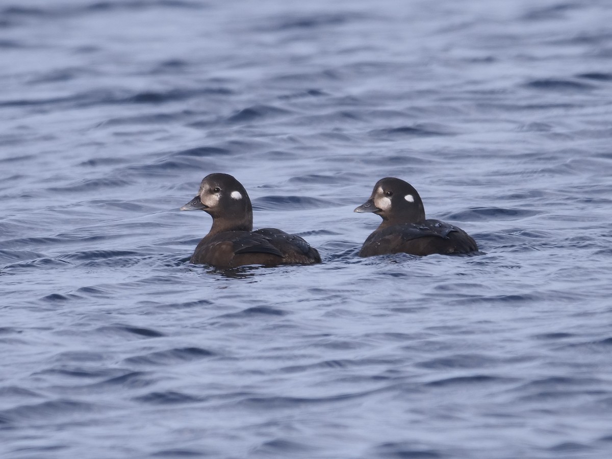 Harlequin Duck - Rob Edsall