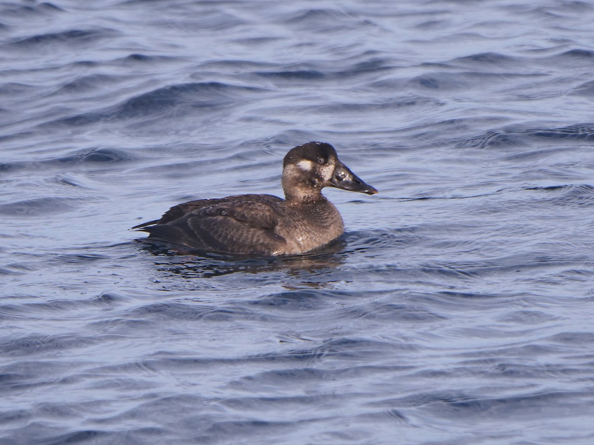 Surf Scoter - Rob Edsall