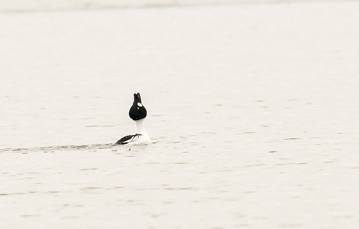 Common Goldeneye - Bob Reiter