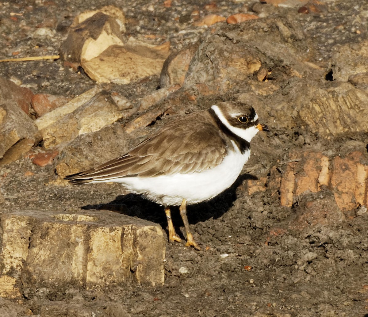 Semipalmated Plover - ML613950746