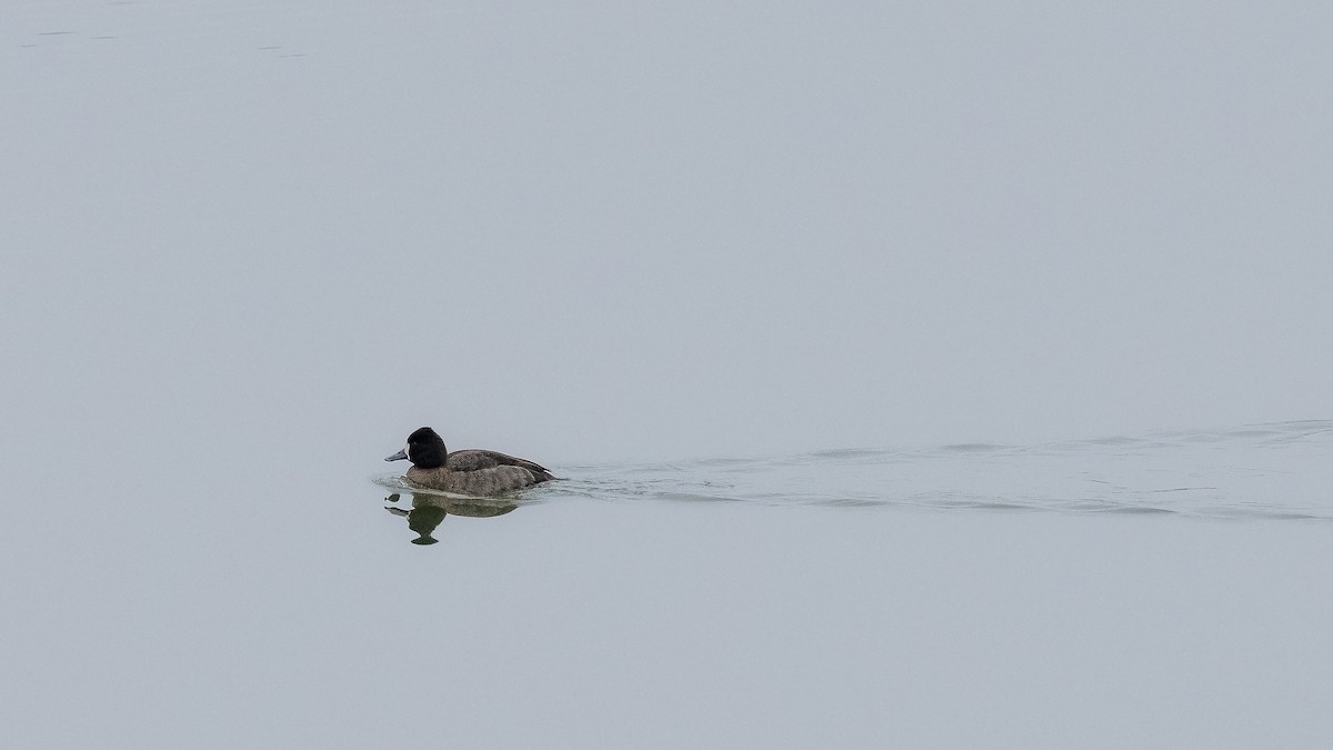 Lesser Scaup - ML613950750