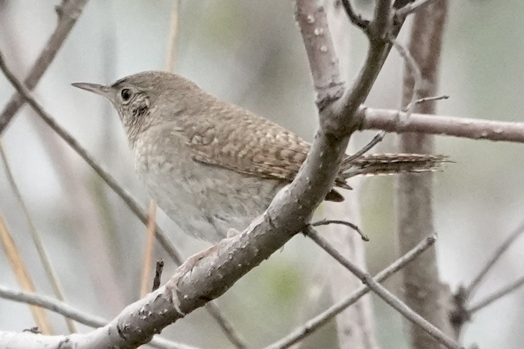 House Wren - Barbara Pankratz