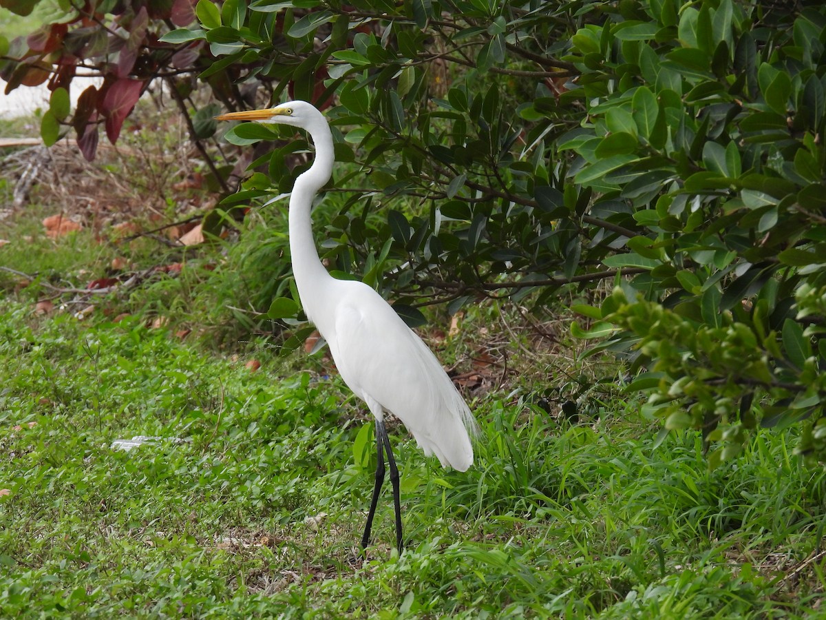 Great Egret - ML613950801