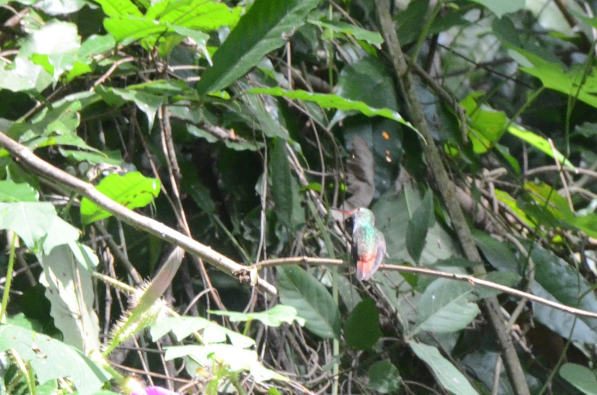 Rufous-tailed Hummingbird - ML613950809