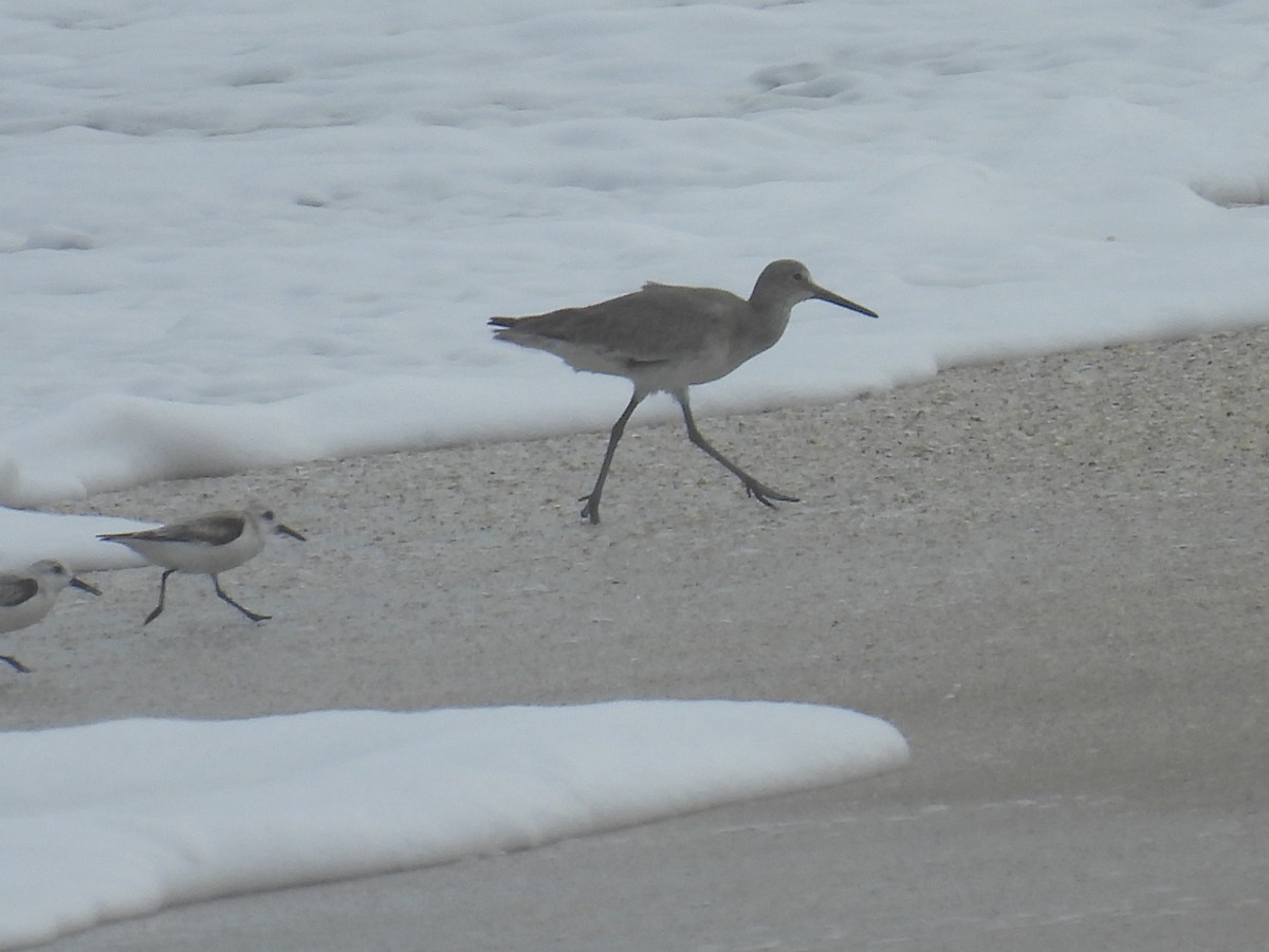 Willet - ML613950813