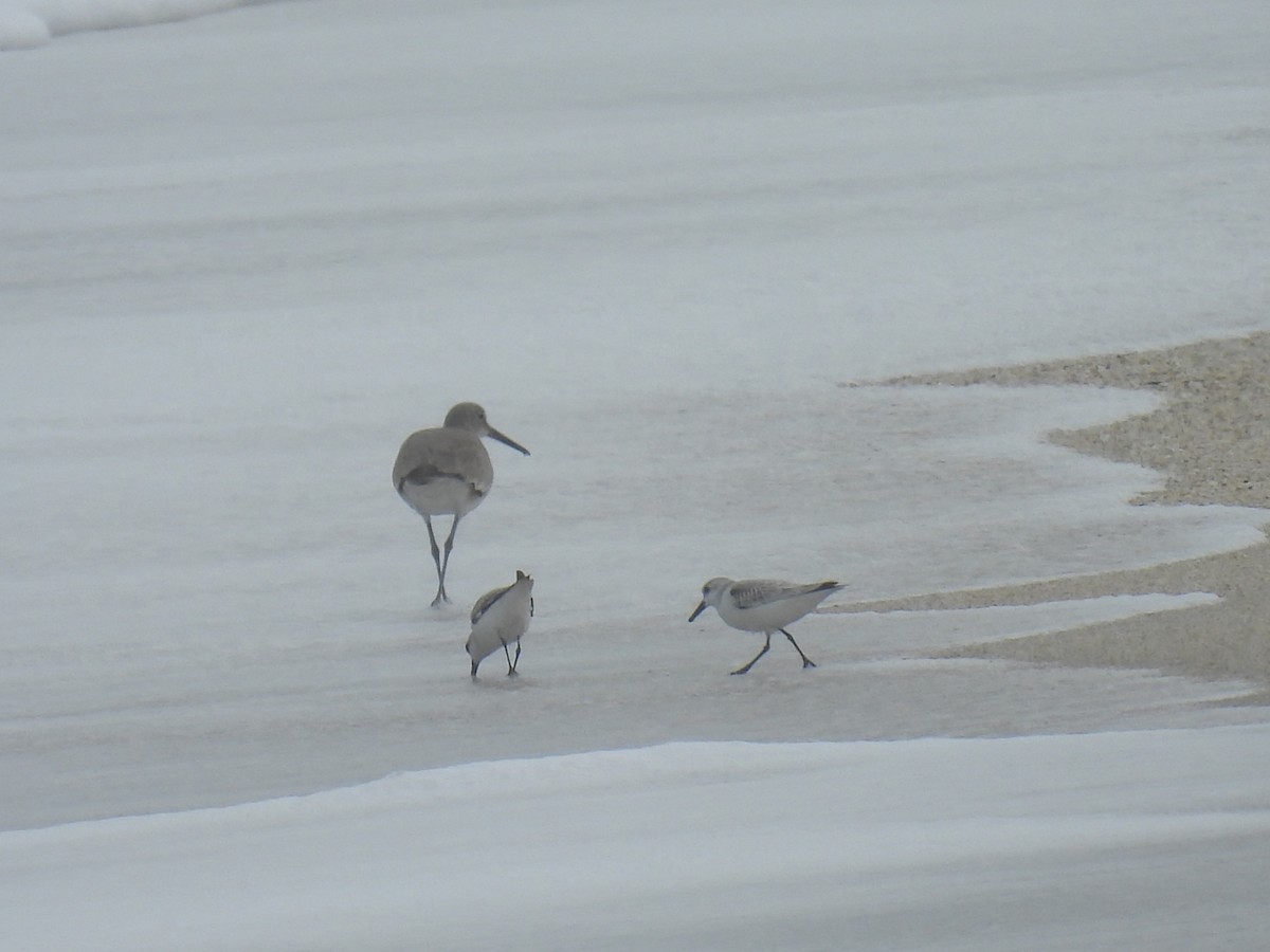 Sanderling - ML613950822