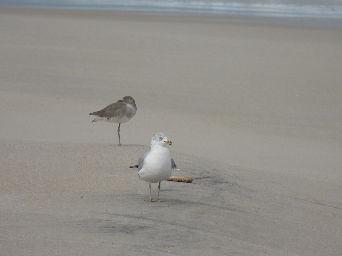 Ring-billed Gull - ML613950837