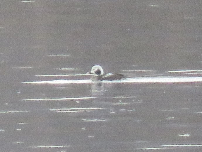 hoholka lední - ML613950869