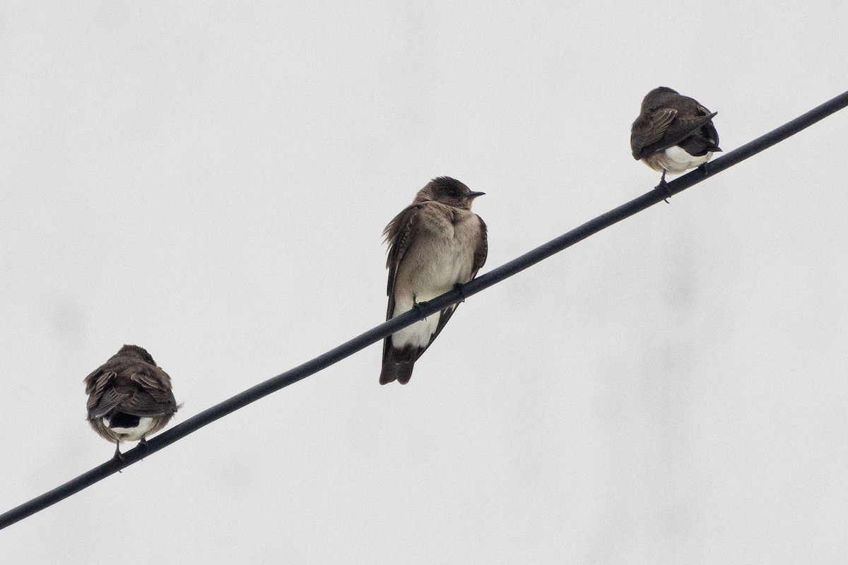 Northern Rough-winged Swallow (Ridgway's) - Ken Chamberlain