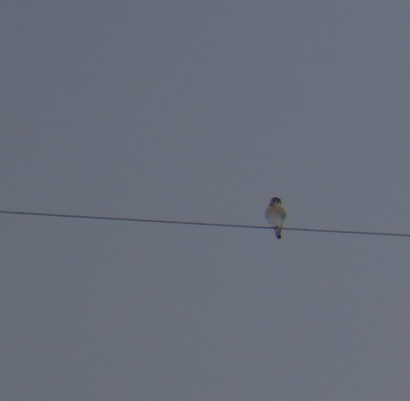 American Kestrel - ML613950913