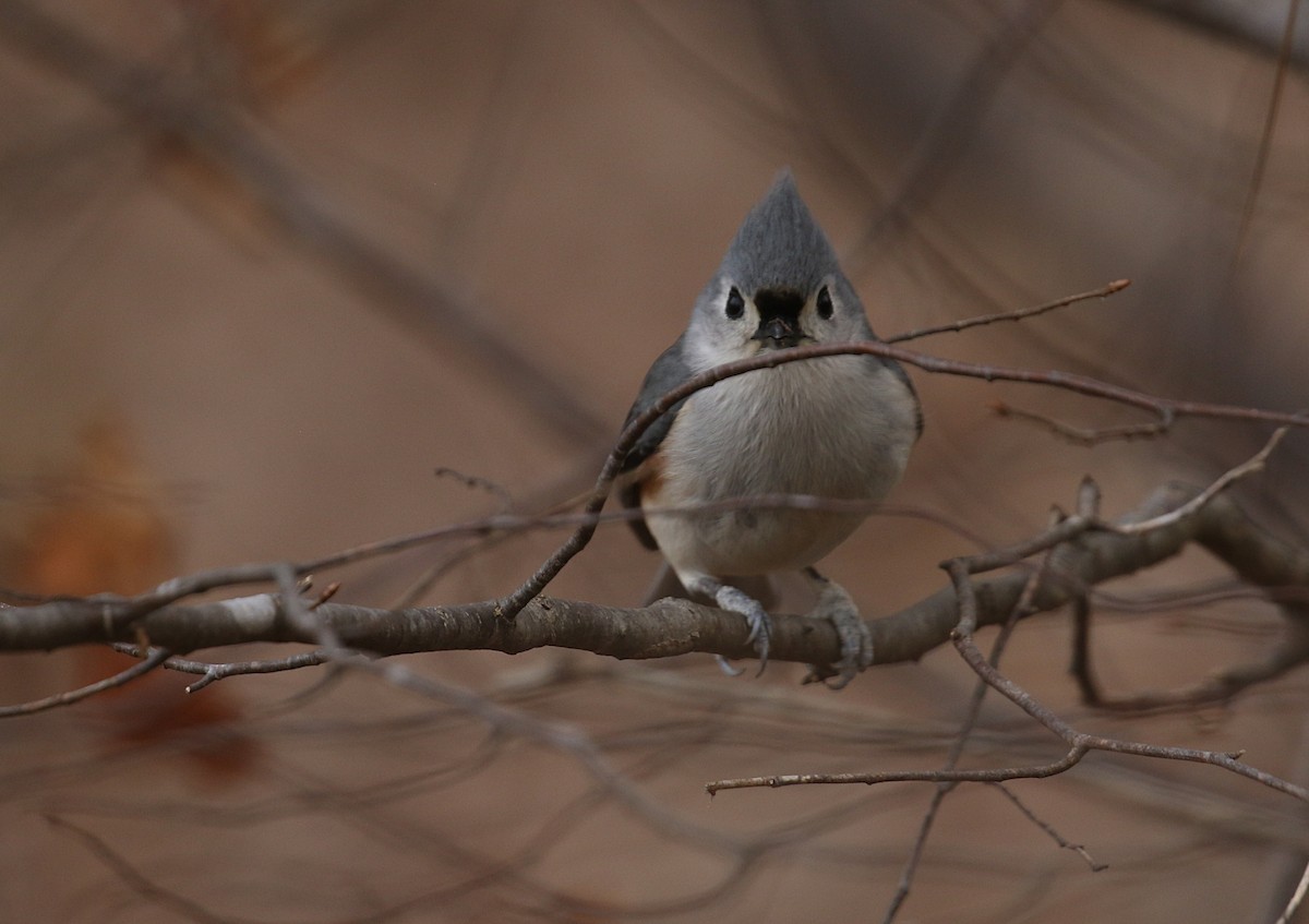 Tufted Titmouse - ML613950922