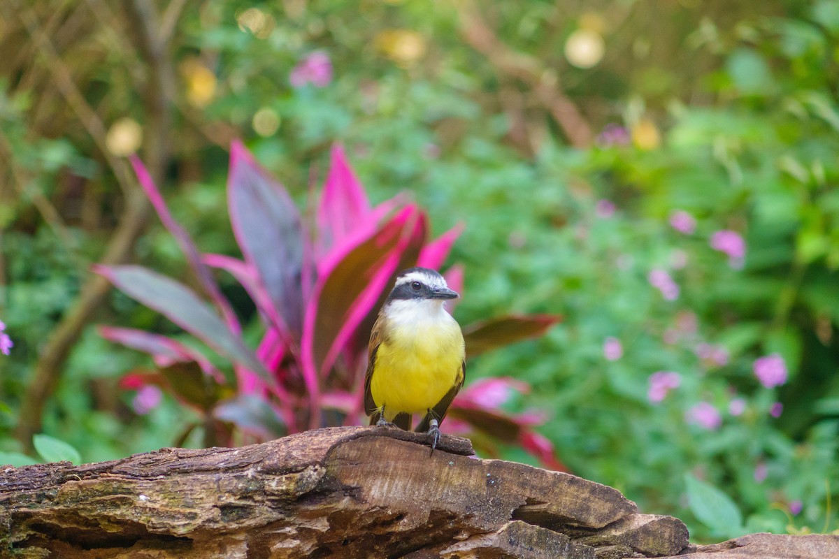 Great Kiskadee - Frank Dietze