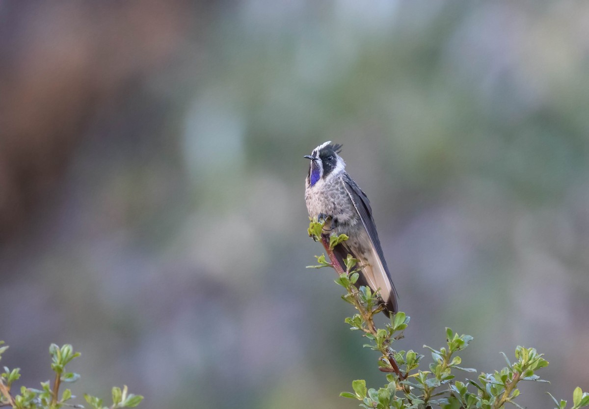 Blue-bearded Helmetcrest - ML613951042