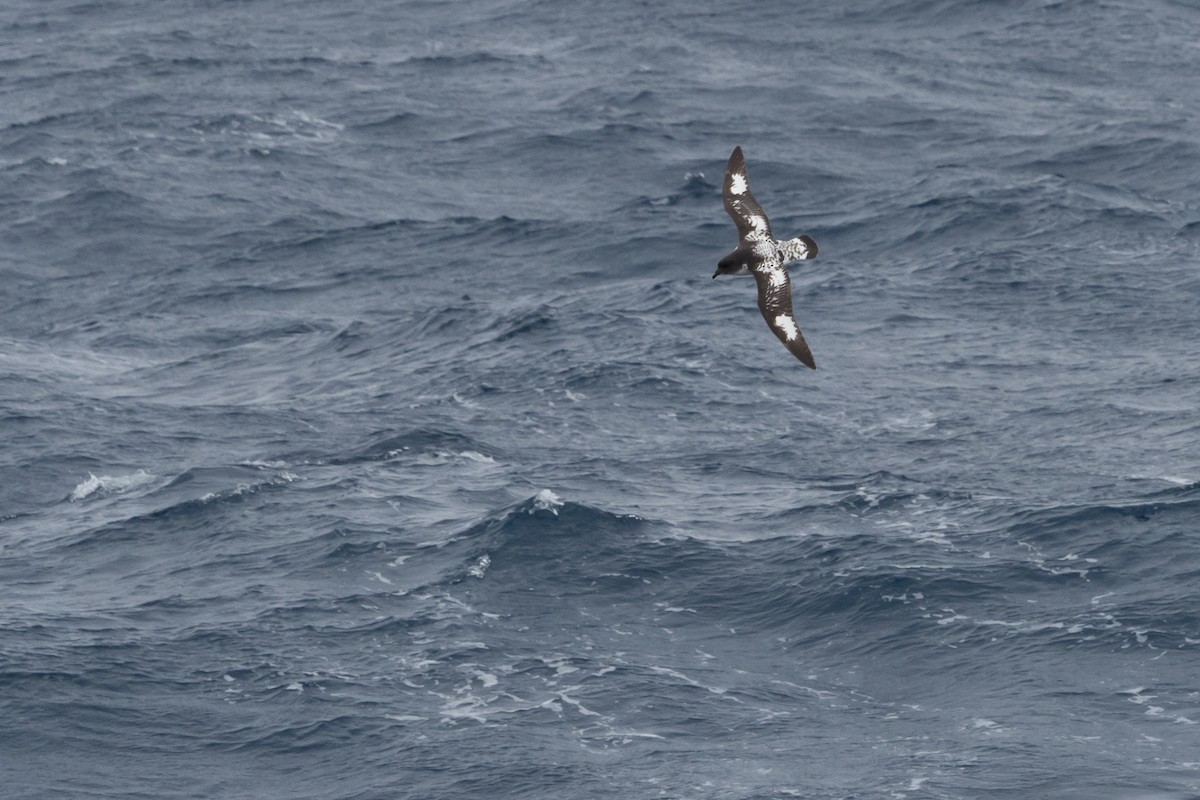 Cape Petrel - ML613951122