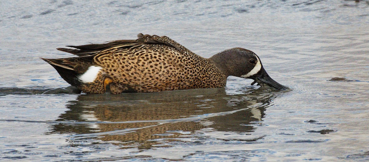 Blue-winged Teal - ML613951156