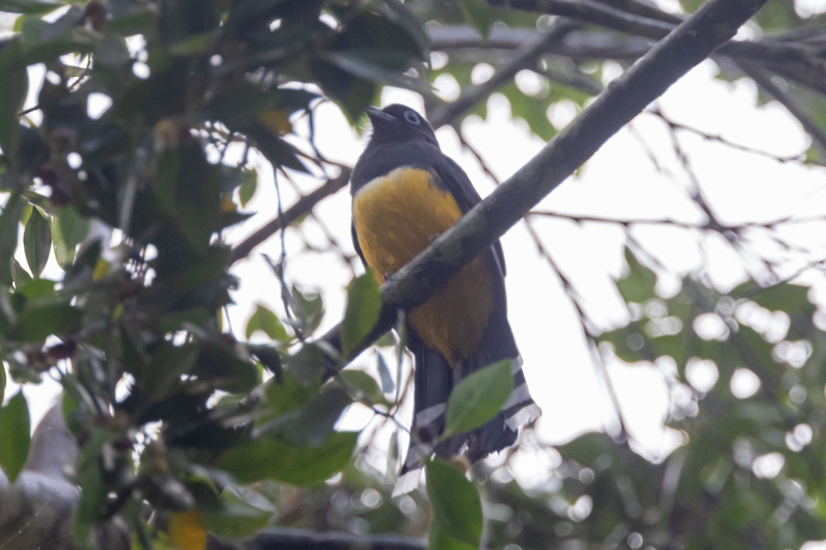 Black-headed Trogon - Ken Chamberlain