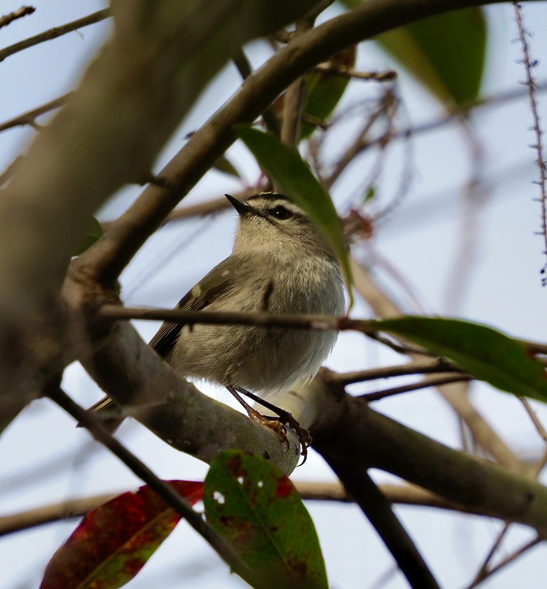 Golden-crowned Kinglet - ML613951226