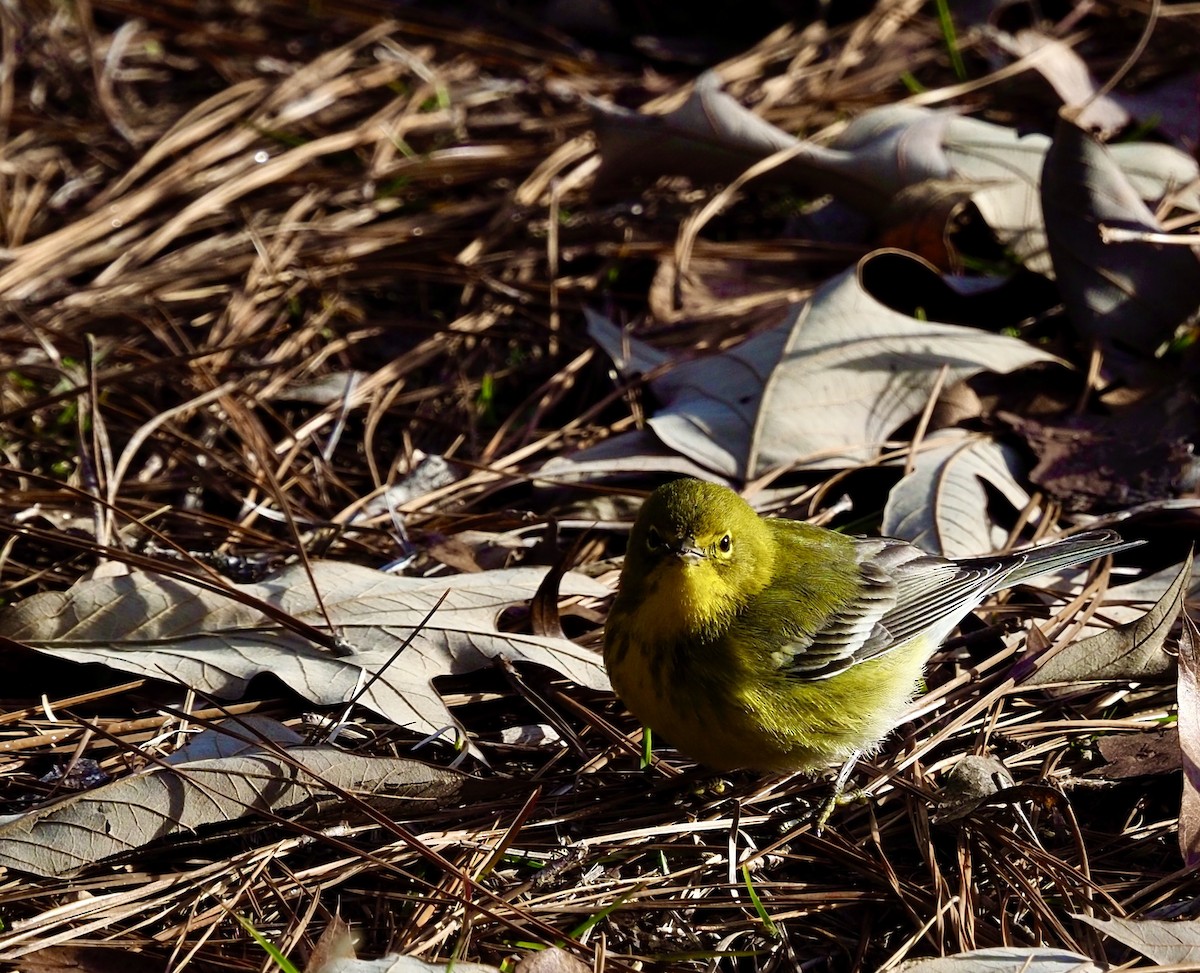 Pine Warbler - ML613951270