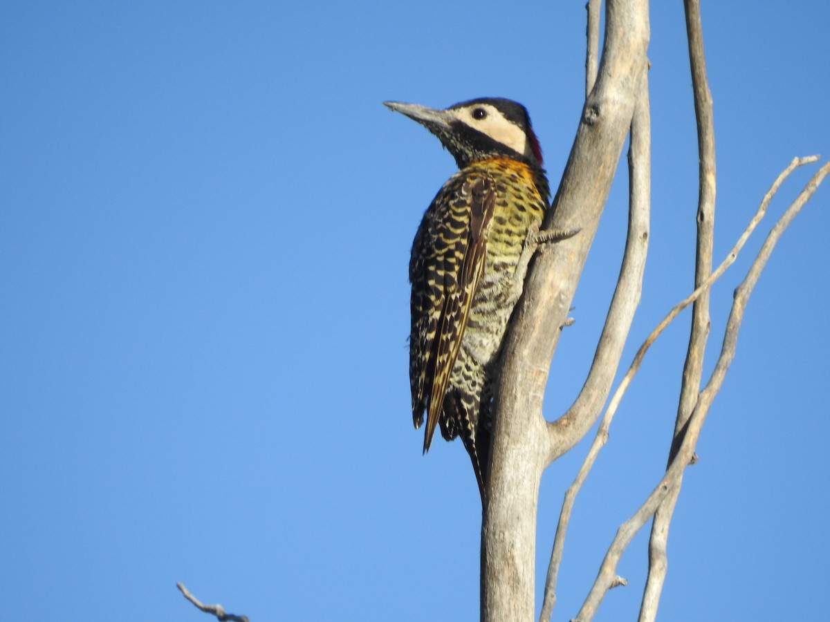 Green-barred Woodpecker - Carolina Busquetz