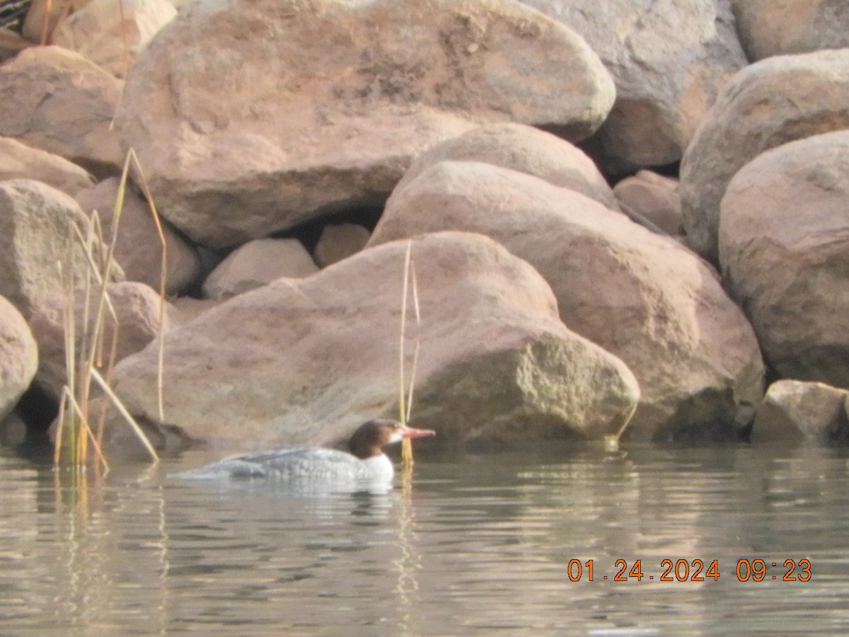 Common Merganser - Charles  Ritter