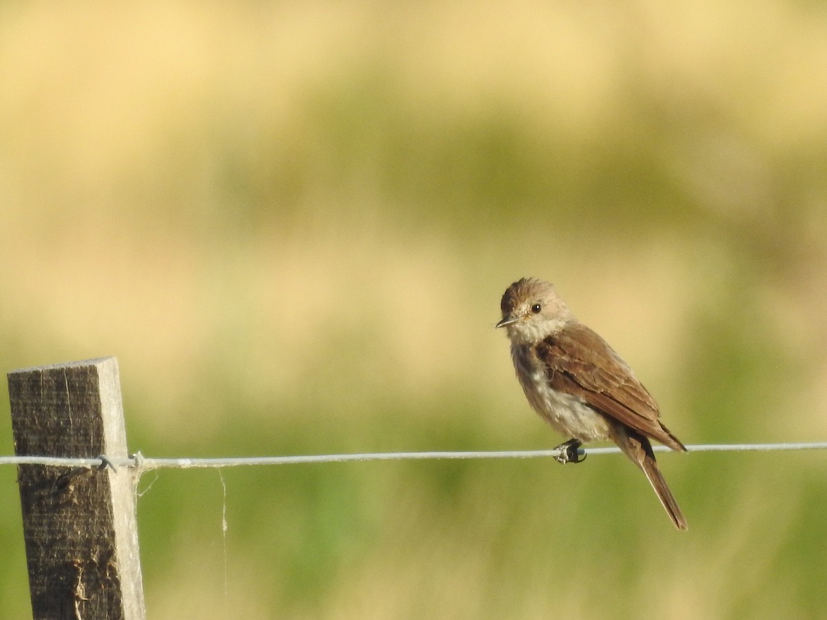 Vermilion Flycatcher - Carolina Busquetz