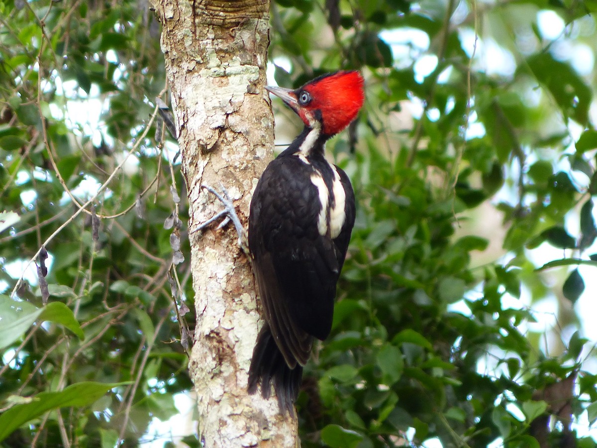 Lineated Woodpecker - ML613951356