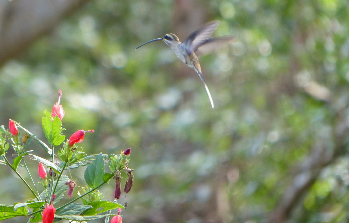 Mexican Hermit - Liz Stewart