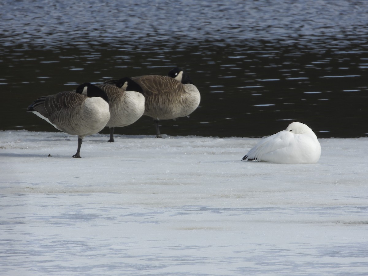 Snow Goose - ML613951402