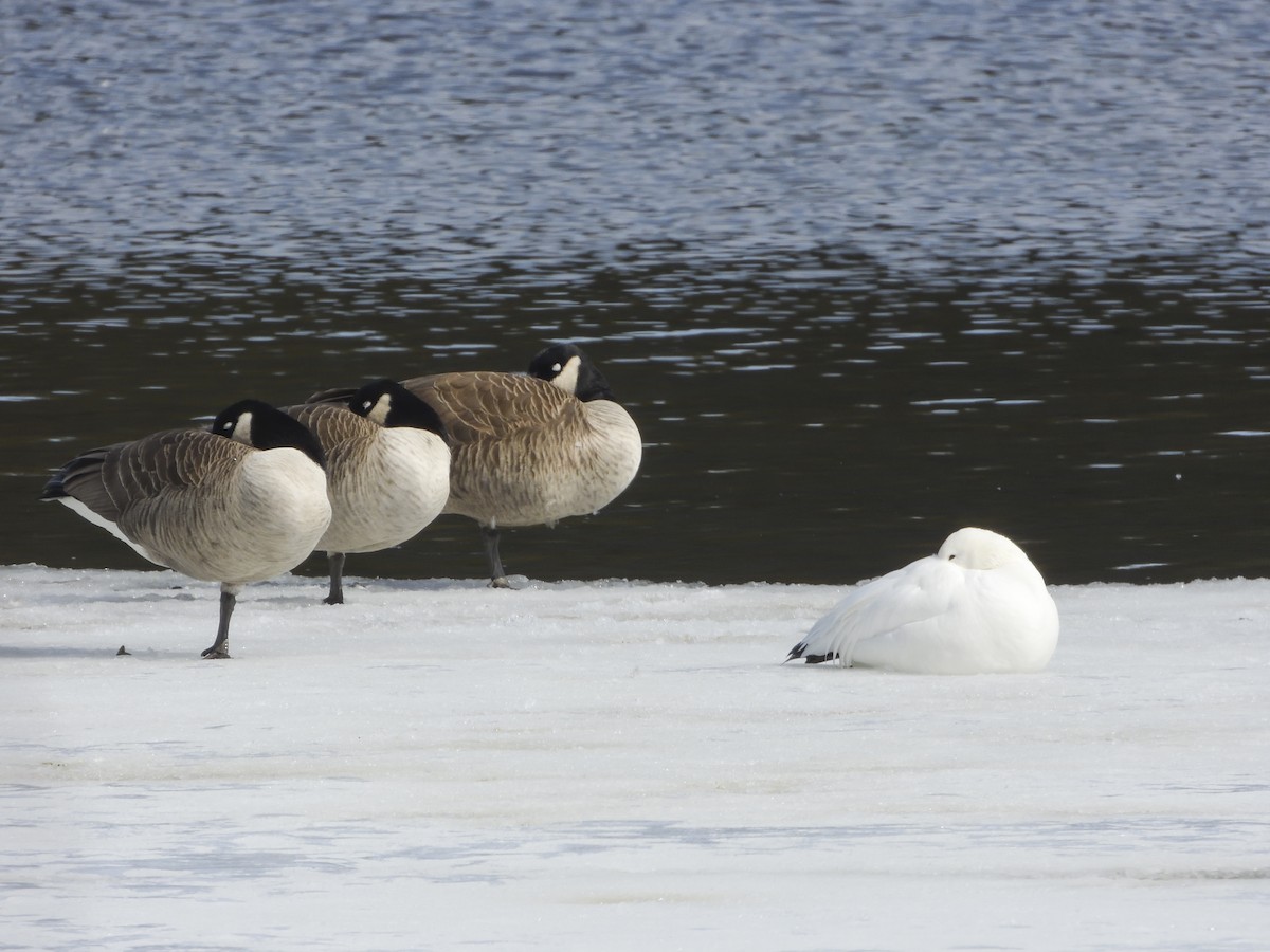 Snow Goose - ML613951403