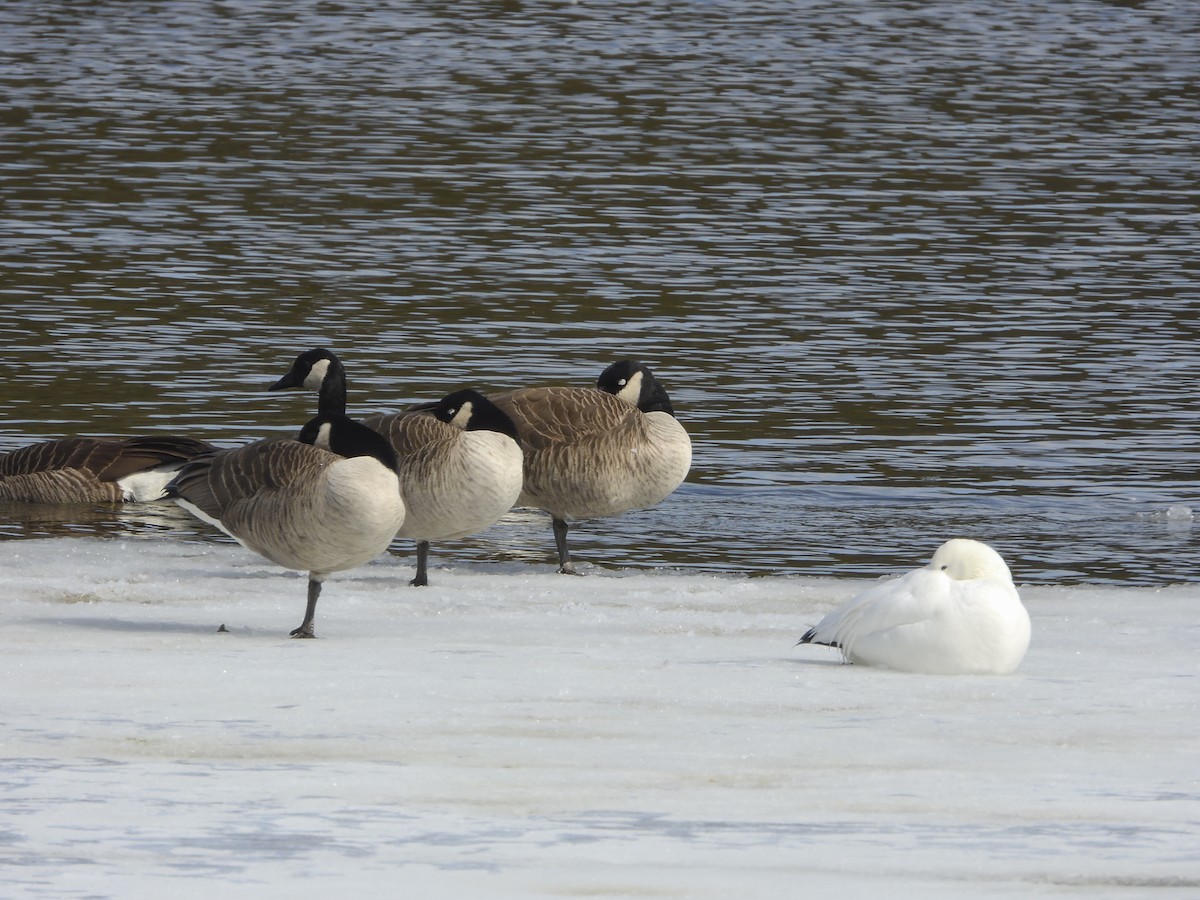 Snow Goose - ML613951404