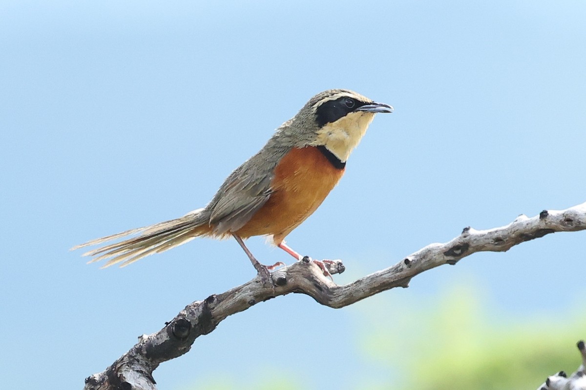 Olive-crowned Crescentchest - ML613951456