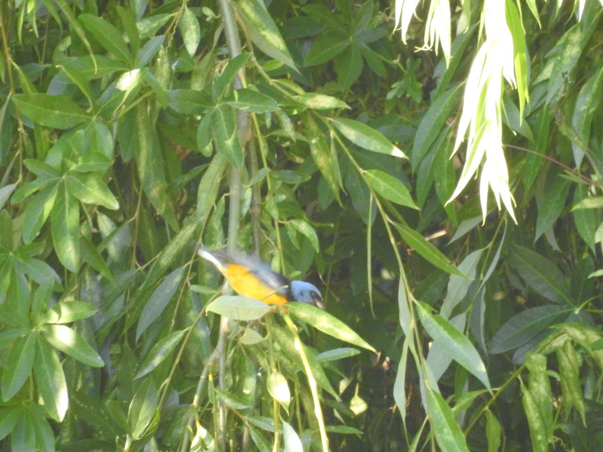 Blue-and-yellow Tanager - Carolina Busquetz