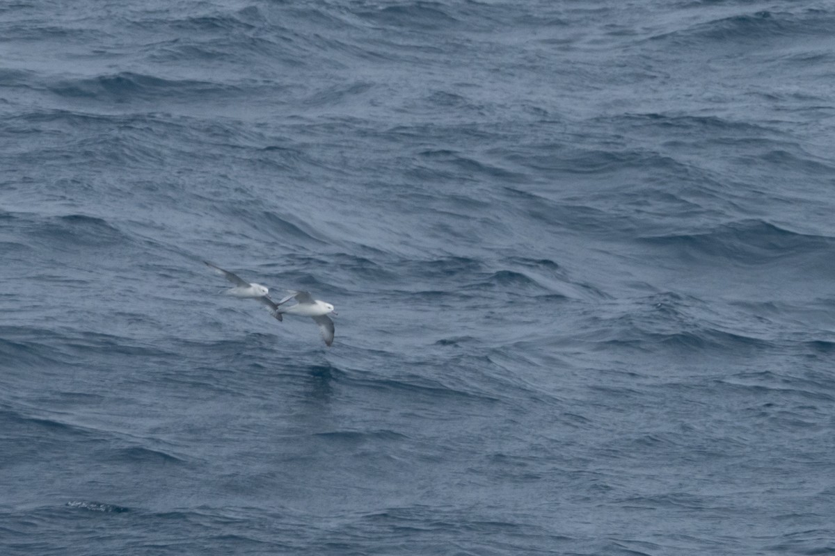 Southern Fulmar - ML613951497