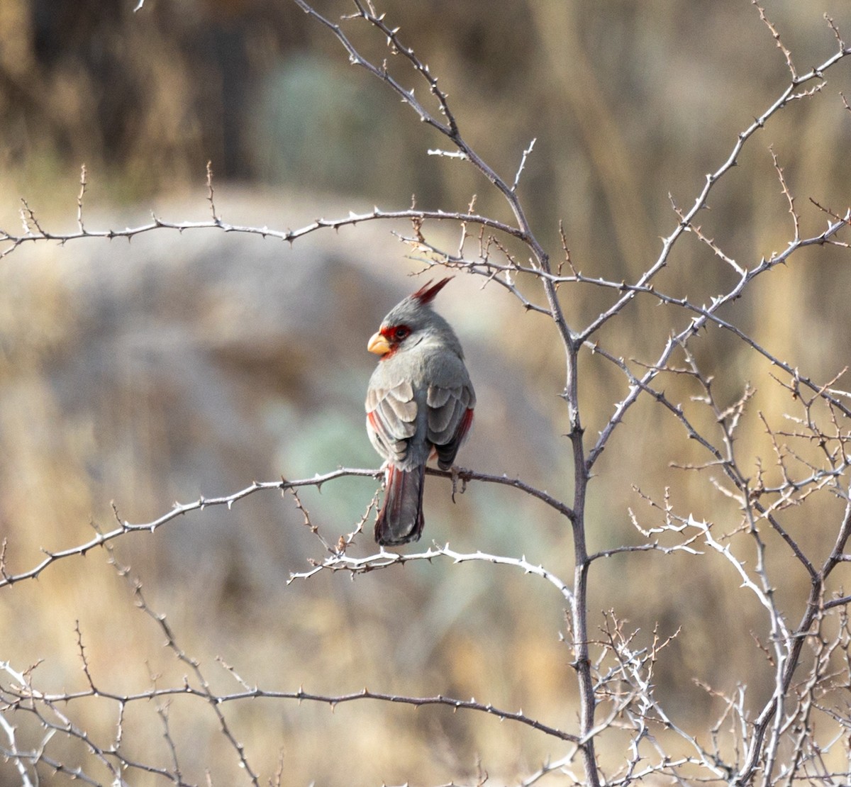 Pyrrhuloxia - ML613951505