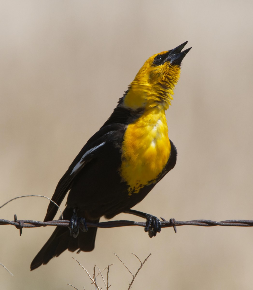 Yellow-headed Blackbird - ML613951537
