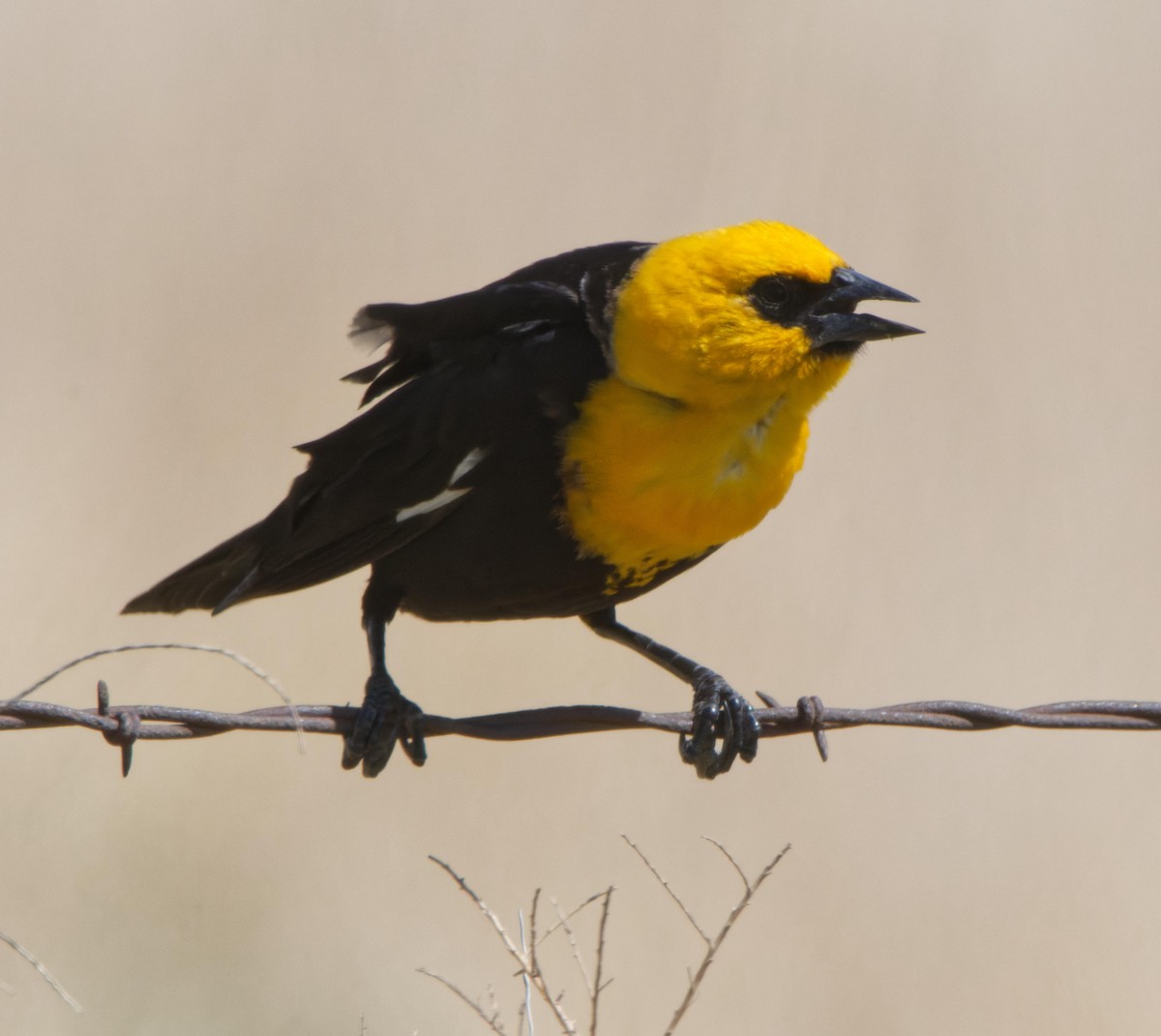 Yellow-headed Blackbird - ML613951538