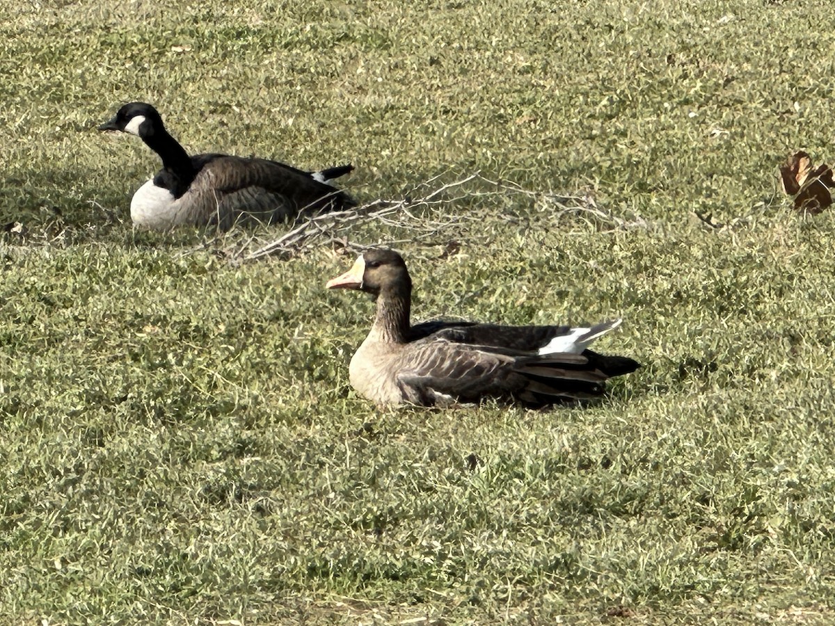 Greater White-fronted Goose - ML613951610