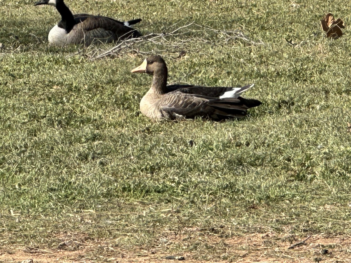 Greater White-fronted Goose - ML613951612