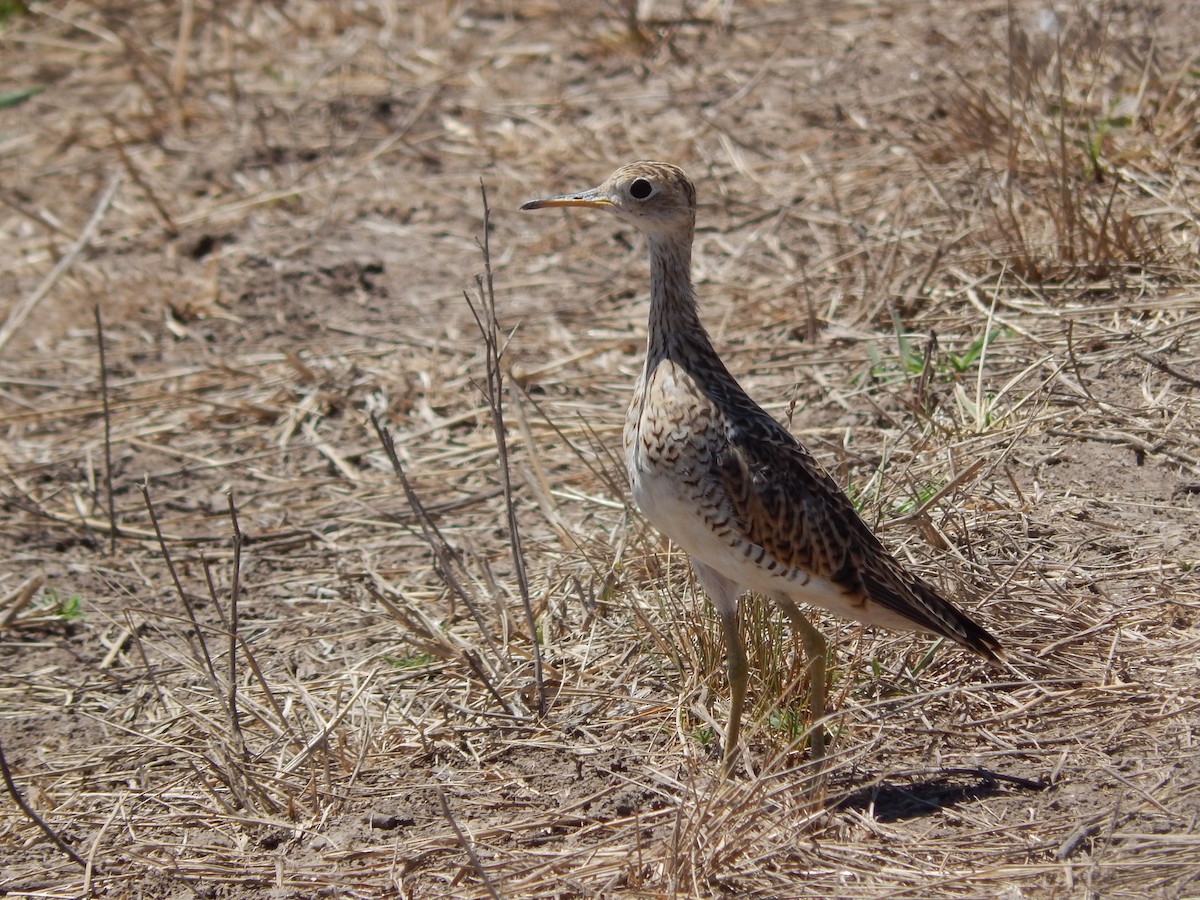 Upland Sandpiper - ML613951636