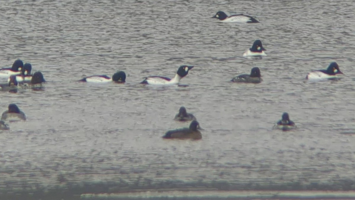 Lesser Scaup - ML613951643